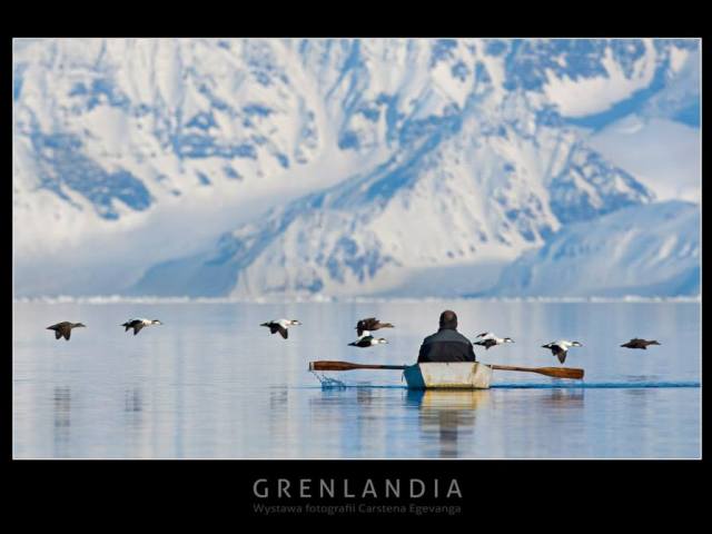 zdjęcie człowiek w łódce tyłem do obiektywu na morzu przed dnim nisko nad wodą ptaki i lodowiec, pod spodem napis Grenlandia wystawa fotografii Carstena Egevanga