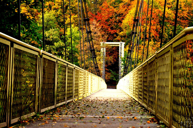 most, w tle drzewa jesienią