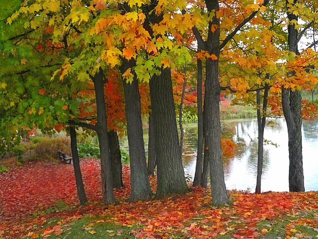 Czerwone i żółte liście opadające z klonów, w tle jeziorko