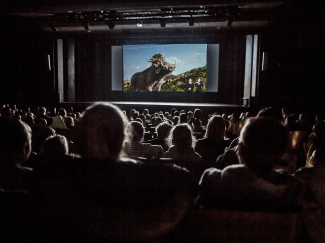 Zdjęcie sali kinowej w Elektroniku. Trwa seans, na sali ciemno. Na ekranie film Król Lew. Na widowni zarysy głów widzów, oświetlone blaskiem ekranu.