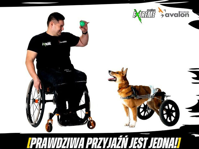 mężczyzna na wózku śmieje się, trzyma w uniesionej dłoni piłeczkę, na którą patrzy piesek niepełnosprawny, któray ma zamontowaną uprząż z dwoma kółkami na tylnych łapach